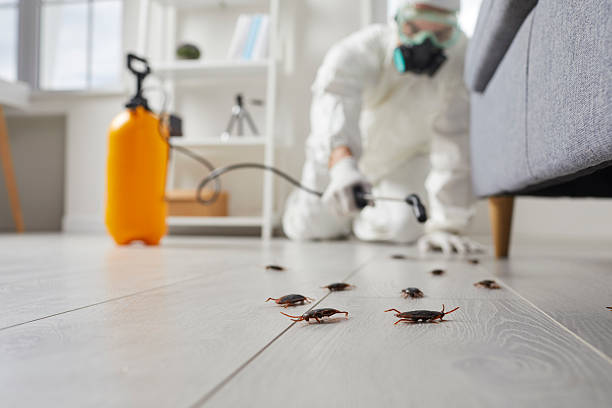 Affordable Termite Control solutions in Key West, FL
